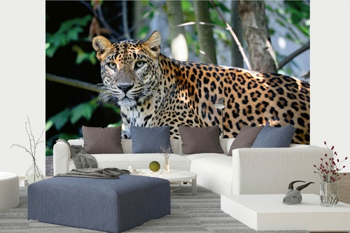 Vlies Fototapete - Ceylon-Leopard 375 x 250 cm